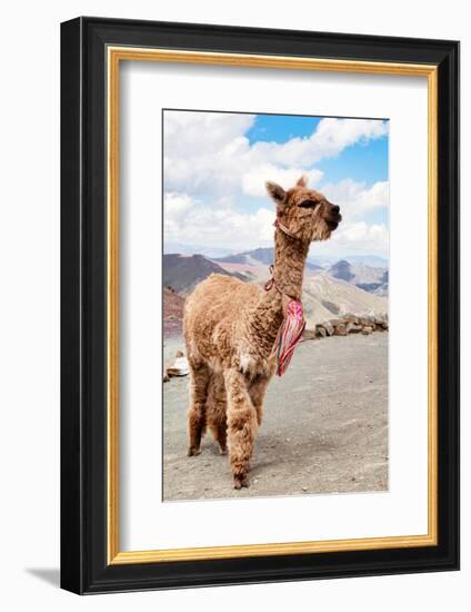 Colors of Peru - Brown Alpaca-Philippe HUGONNARD-Framed Photographic Print