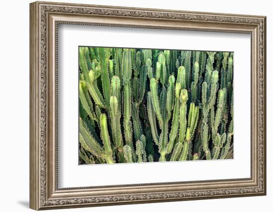 Colors of Peru - Cactus Wall-Philippe HUGONNARD-Framed Photographic Print