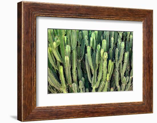 Colors of Peru - Cactus Wall-Philippe HUGONNARD-Framed Photographic Print