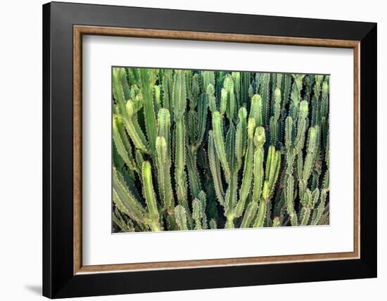 Colors of Peru - Cactus Wall-Philippe HUGONNARD-Framed Photographic Print