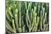Colors of Peru - Cactus Wall-Philippe HUGONNARD-Mounted Photographic Print