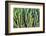 Colors of Peru - Cactus Wall-Philippe HUGONNARD-Framed Photographic Print