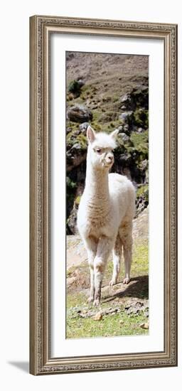 Colors of Peru - Cute Baby Llama-Philippe HUGONNARD-Framed Photographic Print