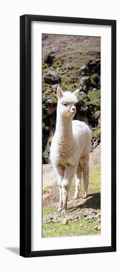 Colors of Peru - Cute Baby Llama-Philippe HUGONNARD-Framed Photographic Print