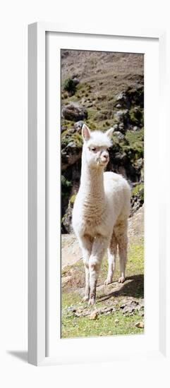 Colors of Peru - Cute Baby Llama-Philippe HUGONNARD-Framed Photographic Print