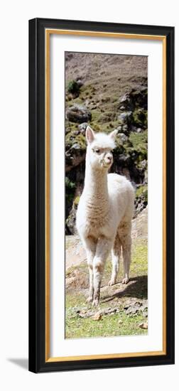 Colors of Peru - Cute Baby Llama-Philippe HUGONNARD-Framed Photographic Print