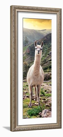 Colors of Peru - Llama at Sunset-Philippe HUGONNARD-Framed Photographic Print