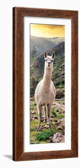 Colors of Peru - Llama at Sunset-Philippe HUGONNARD-Framed Photographic Print