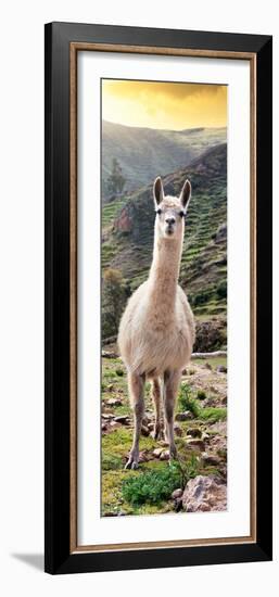 Colors of Peru - Llama at Sunset-Philippe HUGONNARD-Framed Photographic Print