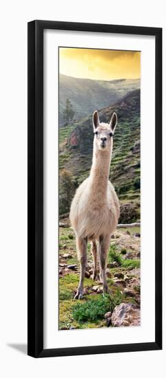 Colors of Peru - Llama at Sunset-Philippe HUGONNARD-Framed Photographic Print