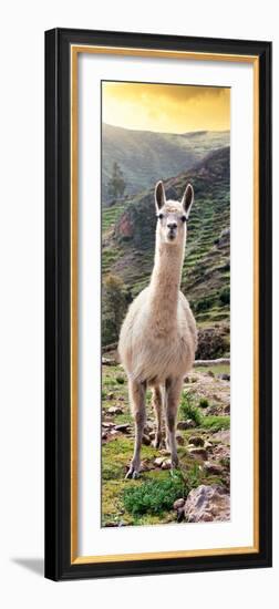Colors of Peru - Llama at Sunset-Philippe HUGONNARD-Framed Photographic Print