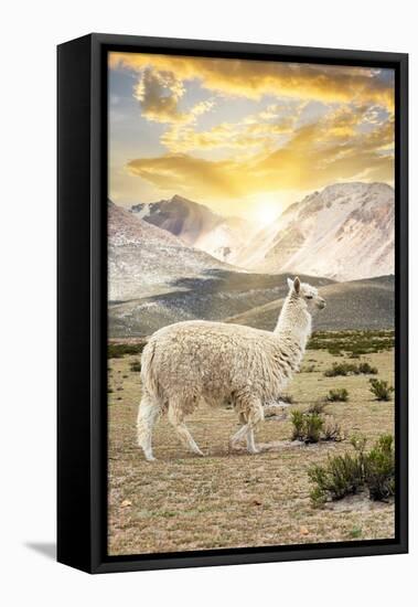 Colors of Peru - Llama Sunset-Philippe HUGONNARD-Framed Premier Image Canvas