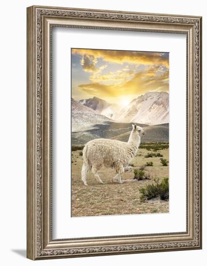 Colors of Peru - Llama Sunset-Philippe HUGONNARD-Framed Photographic Print