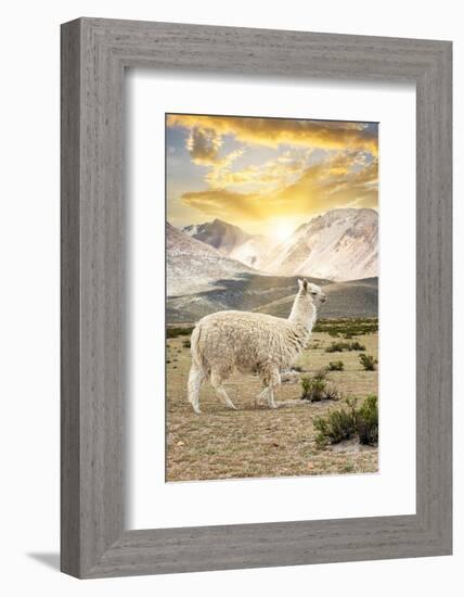 Colors of Peru - Llama Sunset-Philippe HUGONNARD-Framed Photographic Print