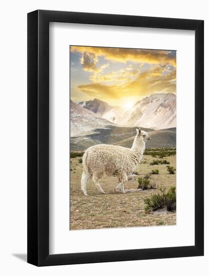 Colors of Peru - Llama Sunset-Philippe HUGONNARD-Framed Photographic Print