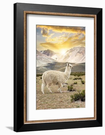 Colors of Peru - Llama Sunset-Philippe HUGONNARD-Framed Photographic Print