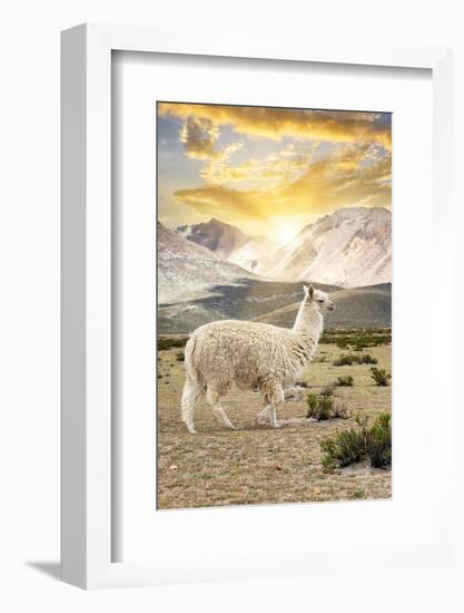 Colors of Peru - Llama Sunset-Philippe HUGONNARD-Framed Photographic Print