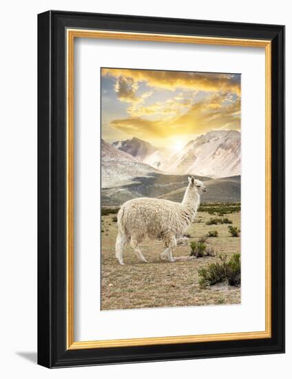 Colors of Peru - Llama Sunset-Philippe HUGONNARD-Framed Photographic Print