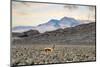 Colors of Peru - Lonely-Philippe HUGONNARD-Mounted Photographic Print