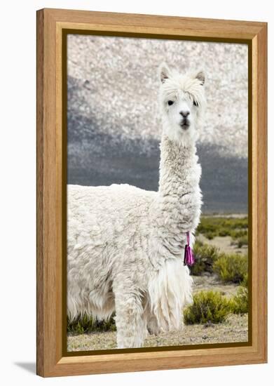Colors of Peru - Mr. Llama-Philippe HUGONNARD-Framed Premier Image Canvas