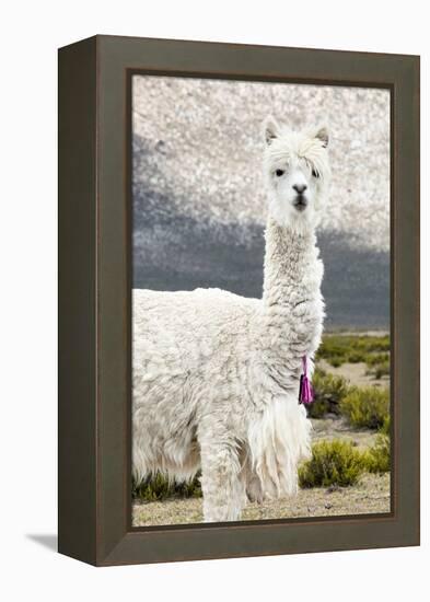 Colors of Peru - Mr. Llama-Philippe HUGONNARD-Framed Premier Image Canvas