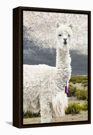 Colors of Peru - Mr. Llama-Philippe HUGONNARD-Framed Premier Image Canvas