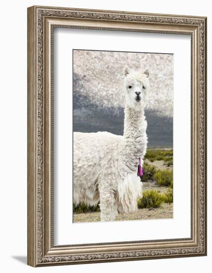 Colors of Peru - Mr. Llama-Philippe HUGONNARD-Framed Photographic Print