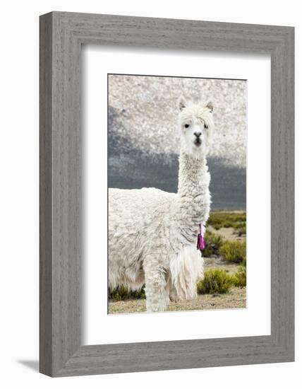 Colors of Peru - Mr. Llama-Philippe HUGONNARD-Framed Photographic Print