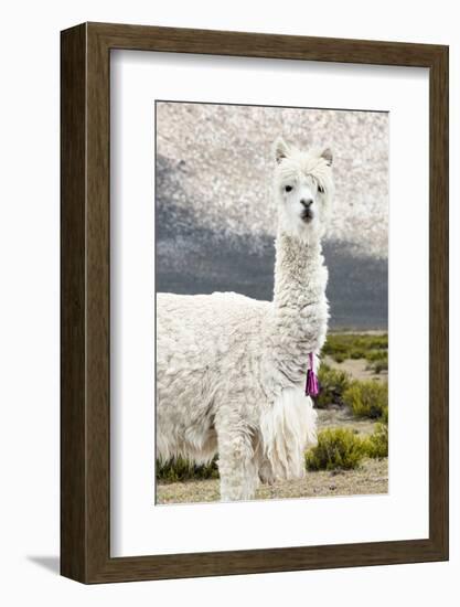 Colors of Peru - Mr. Llama-Philippe HUGONNARD-Framed Photographic Print
