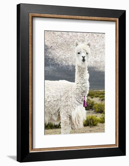 Colors of Peru - Mr. Llama-Philippe HUGONNARD-Framed Photographic Print