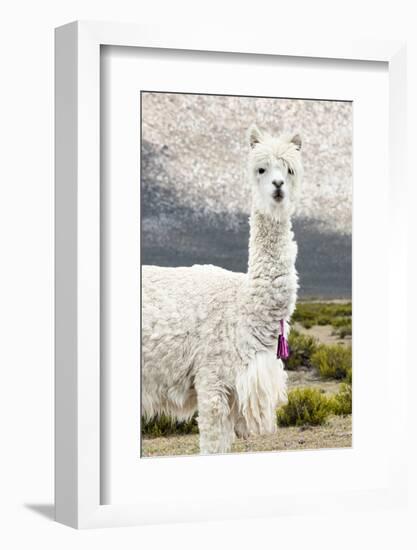 Colors of Peru - Mr. Llama-Philippe HUGONNARD-Framed Photographic Print