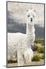 Colors of Peru - Mr. Llama-Philippe HUGONNARD-Mounted Photographic Print