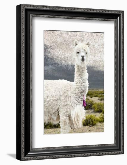 Colors of Peru - Mr. Llama-Philippe HUGONNARD-Framed Photographic Print