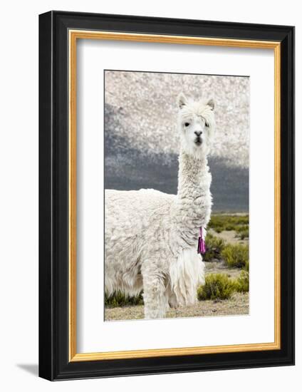 Colors of Peru - Mr. Llama-Philippe HUGONNARD-Framed Photographic Print