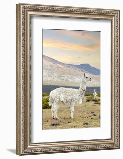 Colors of Peru - The White Llama I-Philippe HUGONNARD-Framed Photographic Print