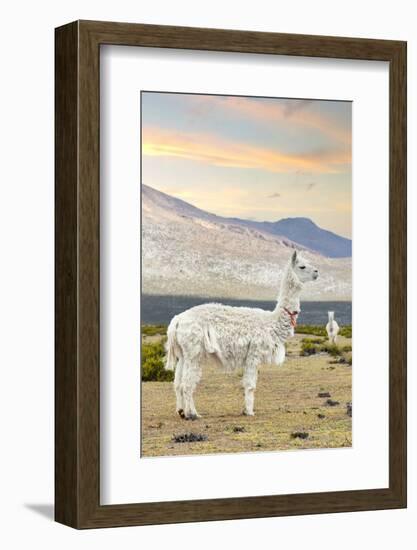 Colors of Peru - The White Llama I-Philippe HUGONNARD-Framed Photographic Print