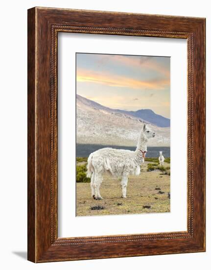 Colors of Peru - The White Llama I-Philippe HUGONNARD-Framed Photographic Print