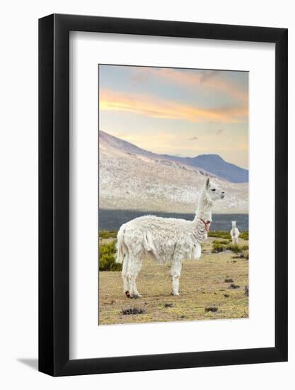 Colors of Peru - The White Llama I-Philippe HUGONNARD-Framed Photographic Print