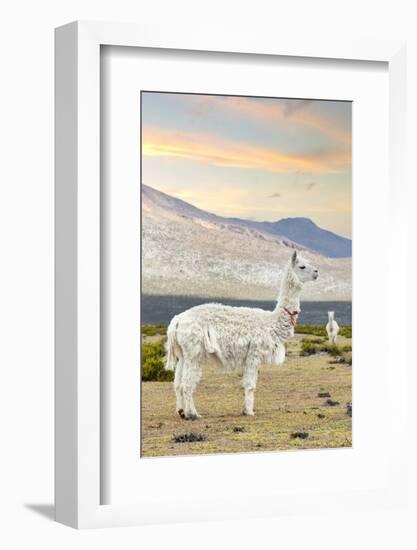 Colors of Peru - The White Llama I-Philippe HUGONNARD-Framed Photographic Print