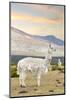 Colors of Peru - The White Llama I-Philippe HUGONNARD-Mounted Photographic Print