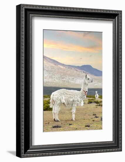 Colors of Peru - The White Llama I-Philippe HUGONNARD-Framed Photographic Print