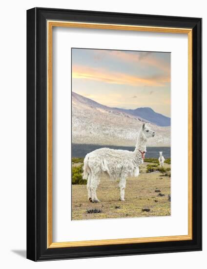 Colors of Peru - The White Llama I-Philippe HUGONNARD-Framed Photographic Print