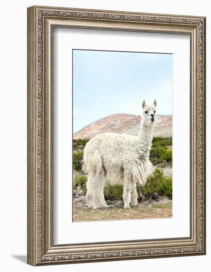 Colors of Peru - The White Llama II-Philippe HUGONNARD-Framed Photographic Print