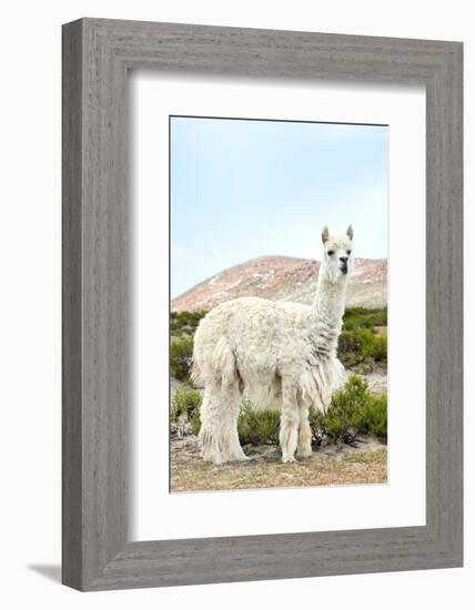 Colors of Peru - The White Llama II-Philippe HUGONNARD-Framed Photographic Print