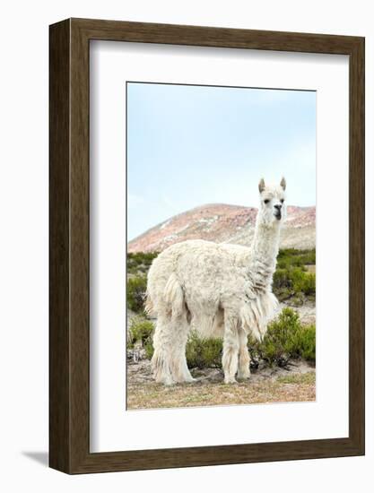 Colors of Peru - The White Llama II-Philippe HUGONNARD-Framed Photographic Print