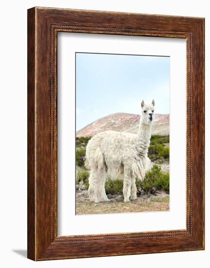 Colors of Peru - The White Llama II-Philippe HUGONNARD-Framed Photographic Print