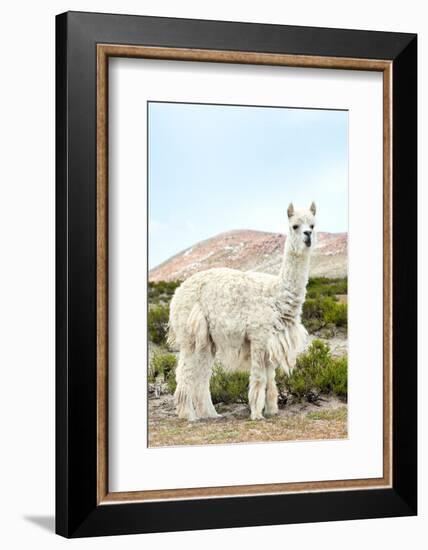 Colors of Peru - The White Llama II-Philippe HUGONNARD-Framed Photographic Print