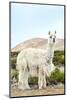 Colors of Peru - The White Llama II-Philippe HUGONNARD-Mounted Photographic Print