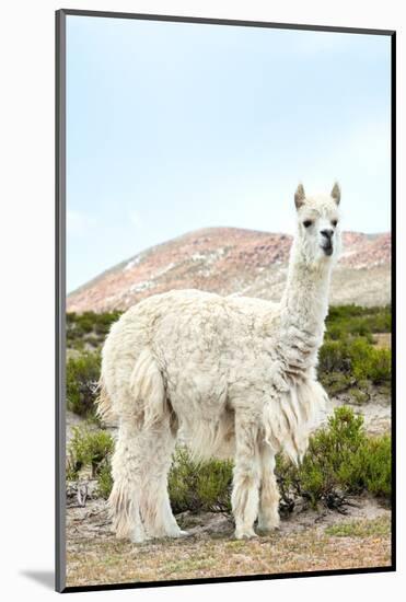 Colors of Peru - The White Llama II-Philippe HUGONNARD-Mounted Photographic Print