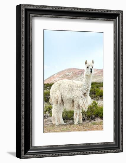 Colors of Peru - The White Llama II-Philippe HUGONNARD-Framed Photographic Print